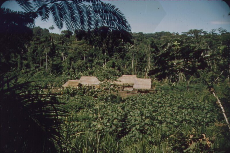 View of houses in Tewæno shortly after Elisabeth Elliot, Valerie Elliot, and Rachel Saint joined the community, c. 1959. Color slide, 1x1 in.